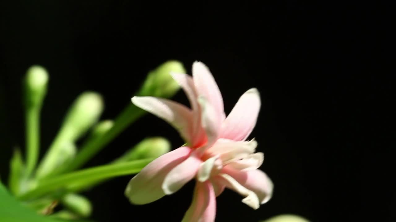 Download Stock Video Light Pink Flower In The Breeze Animated Wallpaper