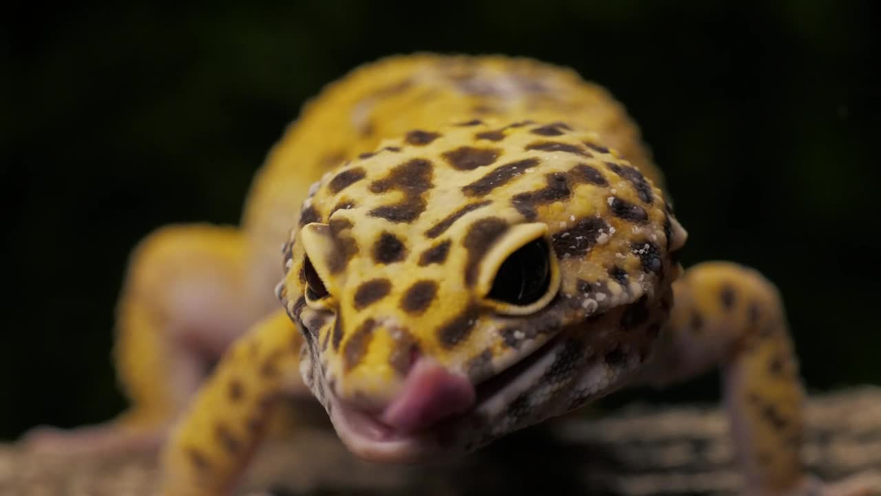 Download Stock Video Leopard Gecko Lizard Closeup Animated Wallpaper