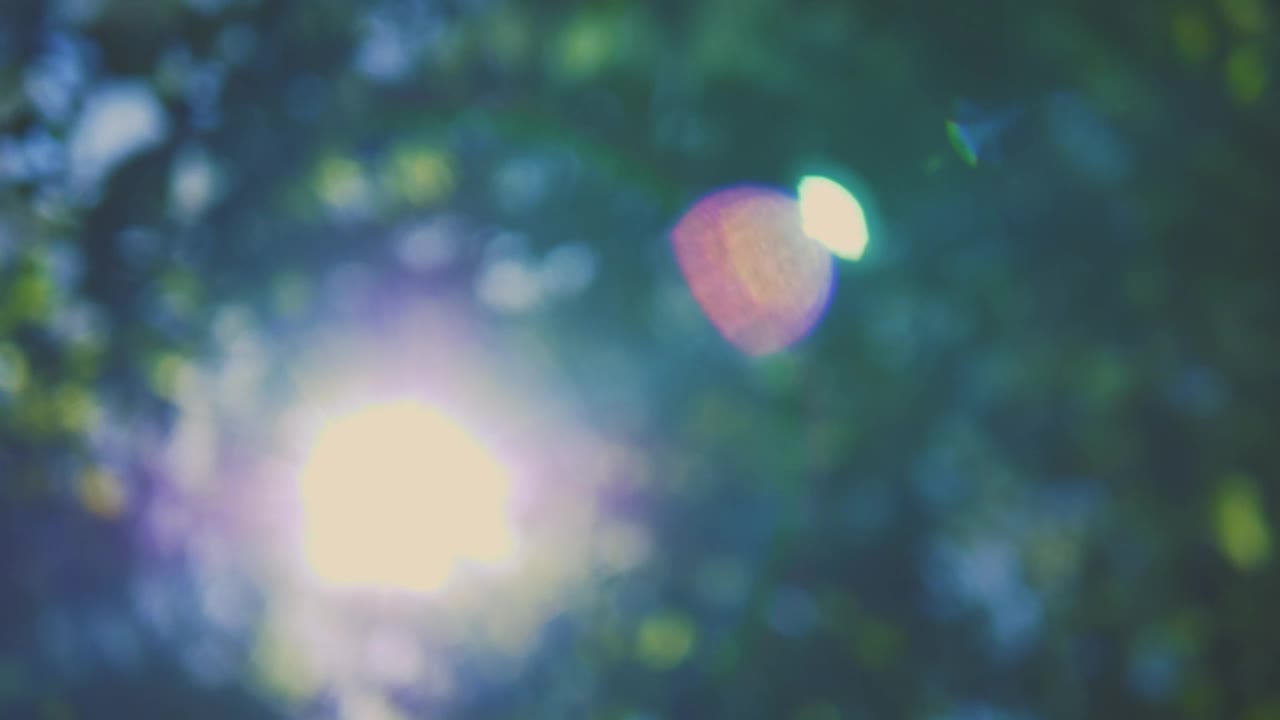 Download Stock Video Lens Flares From The Sun Through The Out Of Focus Trees Animated Wallpaper