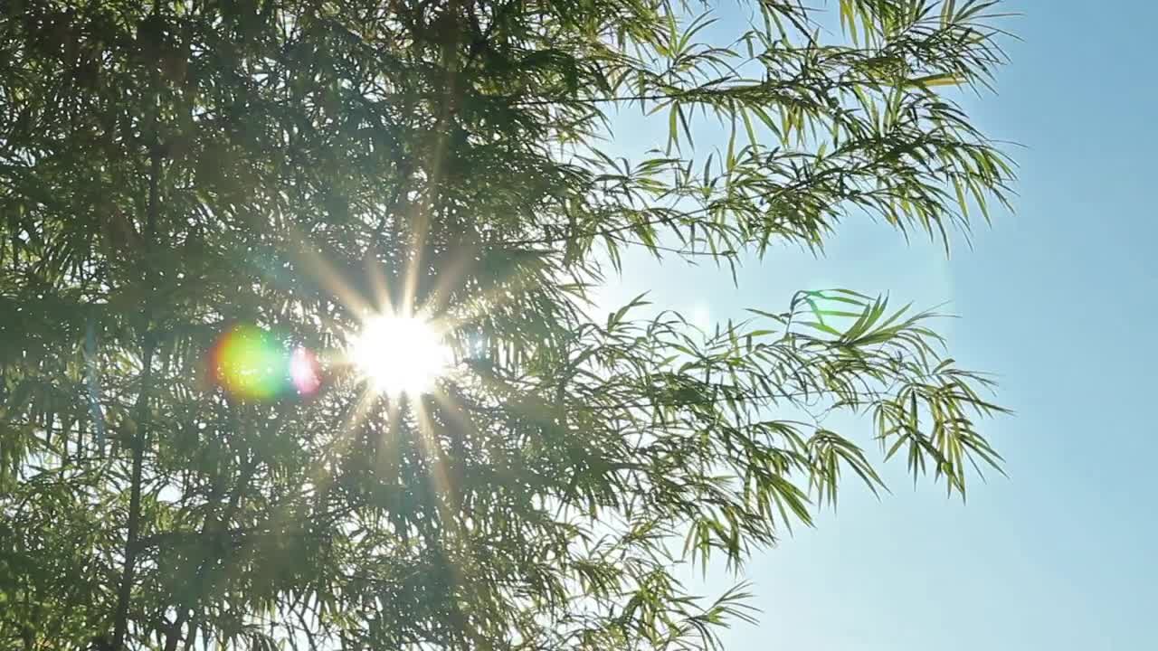 Download Stock Video Lens Flare Against The Sun Animated Wallpaper