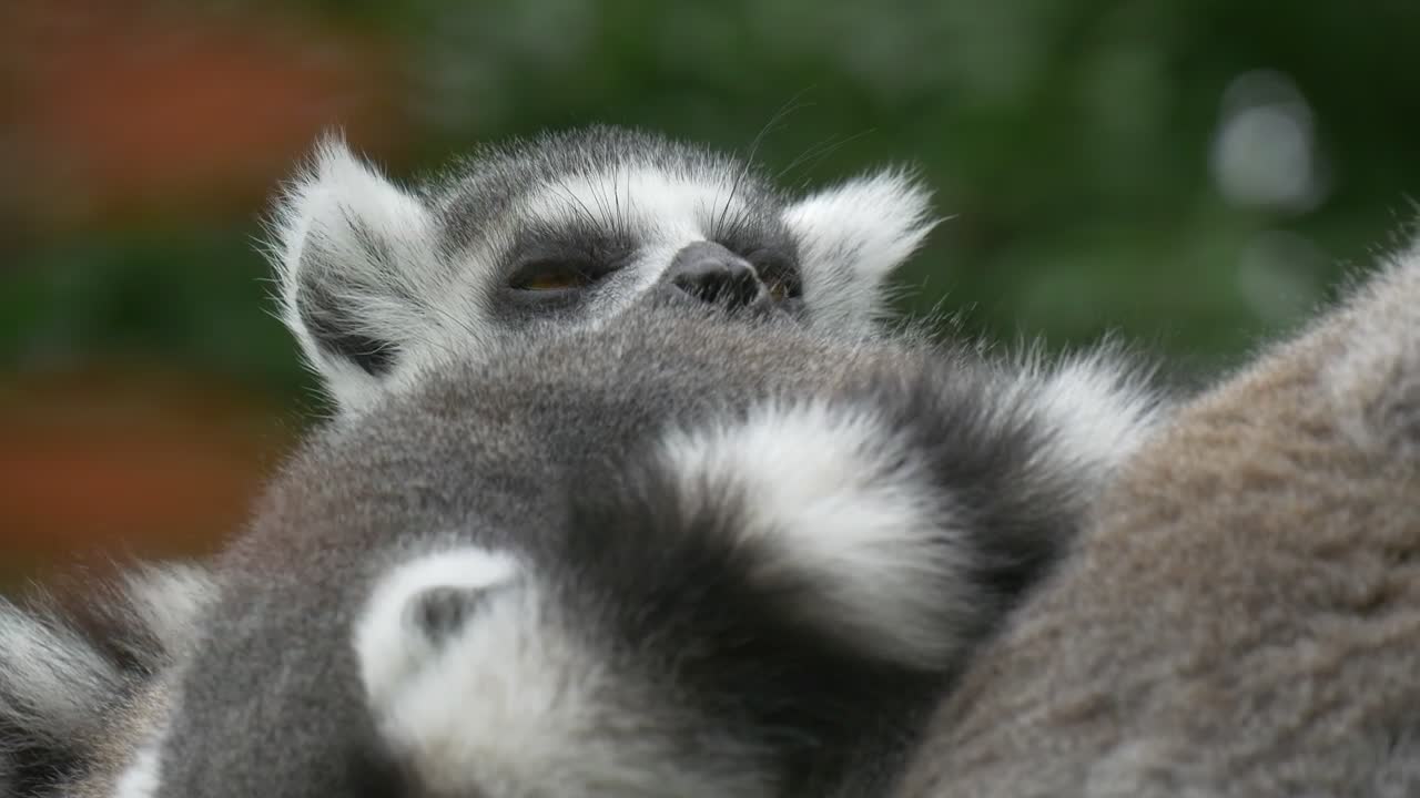 Download Stock Video Lemur Reclining In Nature Animated Wallpaper