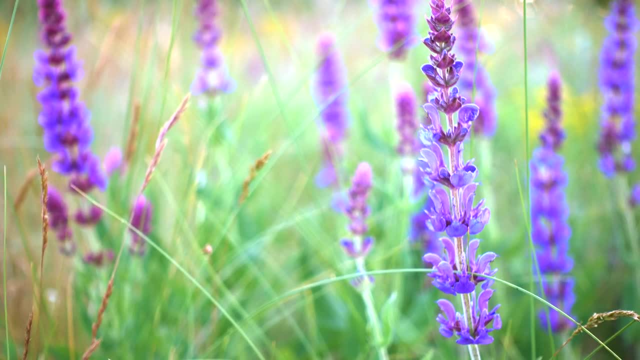 Download Stock Video Lavender In The Field Close Up Animated Wallpaper