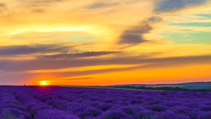 Download Stock Video Lavender Field In An Orange Sunset Animated Wallpaper