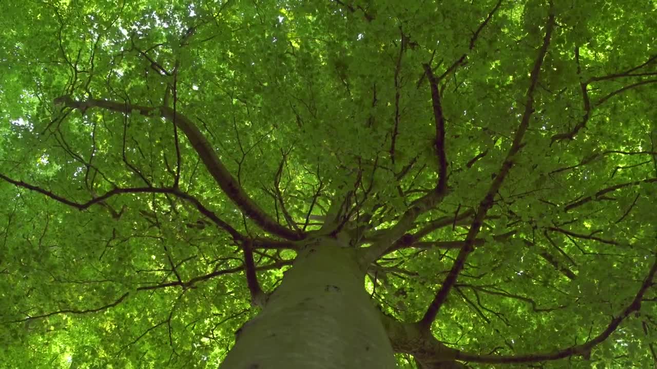 Download Stock Video Large Tree Canopy Animated Wallpaper