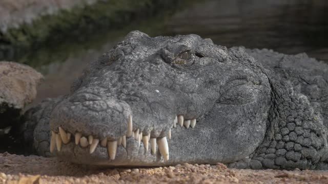 Download Stock Video Large Grey Crocodile Smal Animated Wallpaper