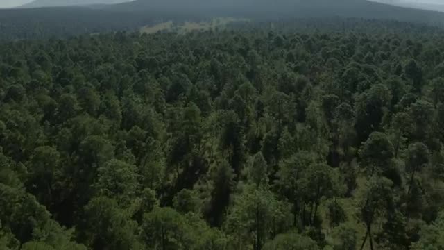 Download Stock Video Large Forest Of Abundant Trees From Above Smal Animated Wallpaper