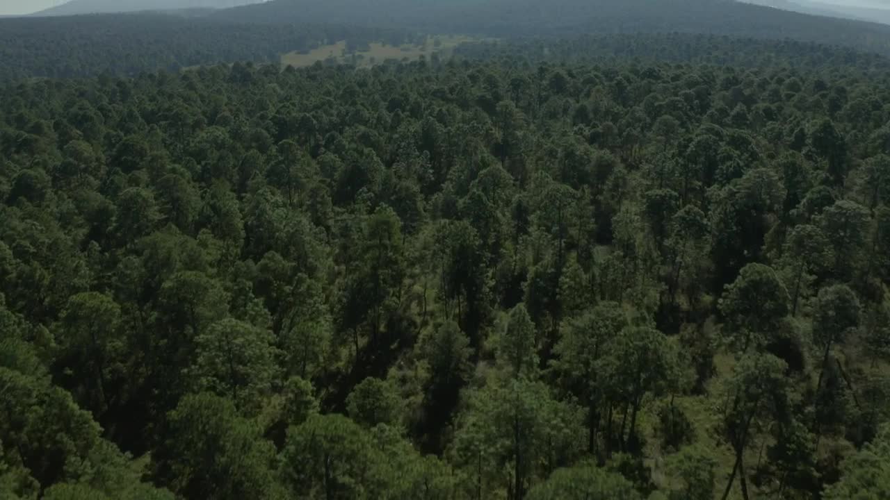 Download Stock Video Large Forest Of Abundant Trees From Above Animated Wallpaper