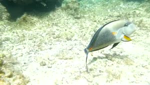Download Stock Video Large Fish Swimming Over A Reef Smal Animated Wallpaper