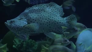 Download Stock Video Large Fish In An Aquarium Smal Animated Wallpaper