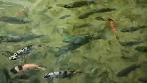 Download Stock Video Large Fish Feeding In A Pond Smal Animated Wallpaper