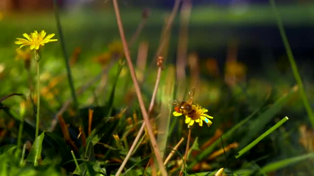 Download Stock Video Large Bee On A Bright Dandelion Smal Animated Wallpaper