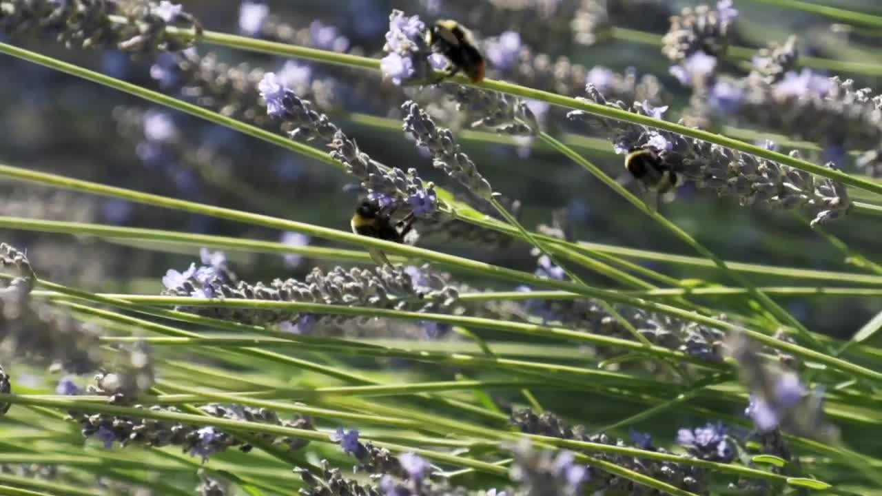 Download Stock Video Large Bees On A Lavender Plant Animated Wallpaper