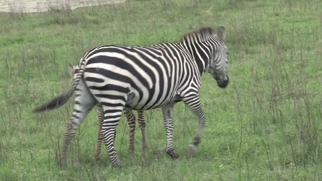 Download Stock Video Mother And Baby Zebra On A Green Valle Animated Wallpaper