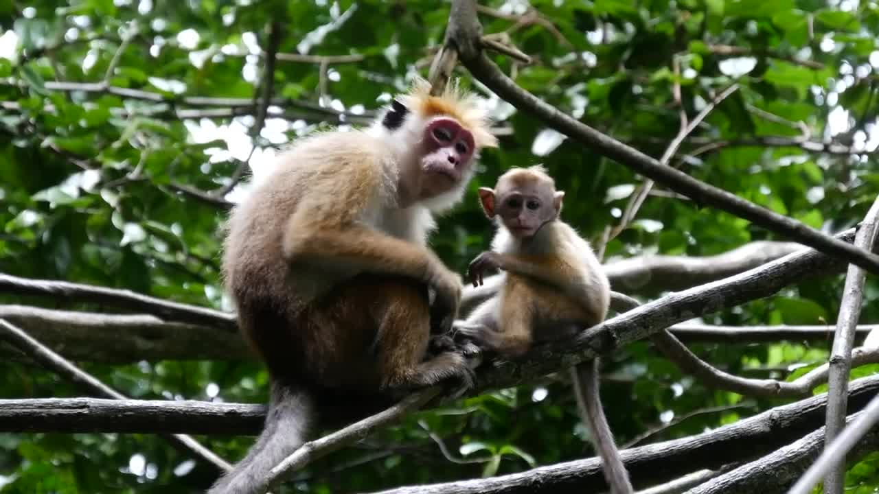 Download Stock Video Mother And Baby Monkey In The Fores Animated Wallpaper