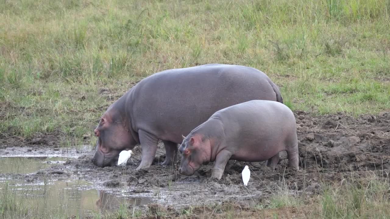 Download Stock Video Mother And Baby Hippo Eating Near A Water Pon Animated Wallpaper