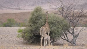 Download Stock Video Mother And Baby Giraffe Around A Bush On A Dr Animated Wallpaper