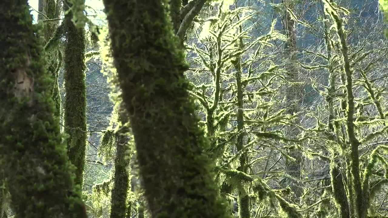 Download Stock Video Mossy Trees In A Mystic Fores Animated Wallpaper