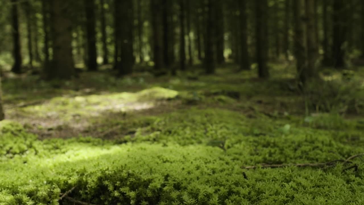 Download Stock Video Mossy Forest Floo Animated Wallpaper