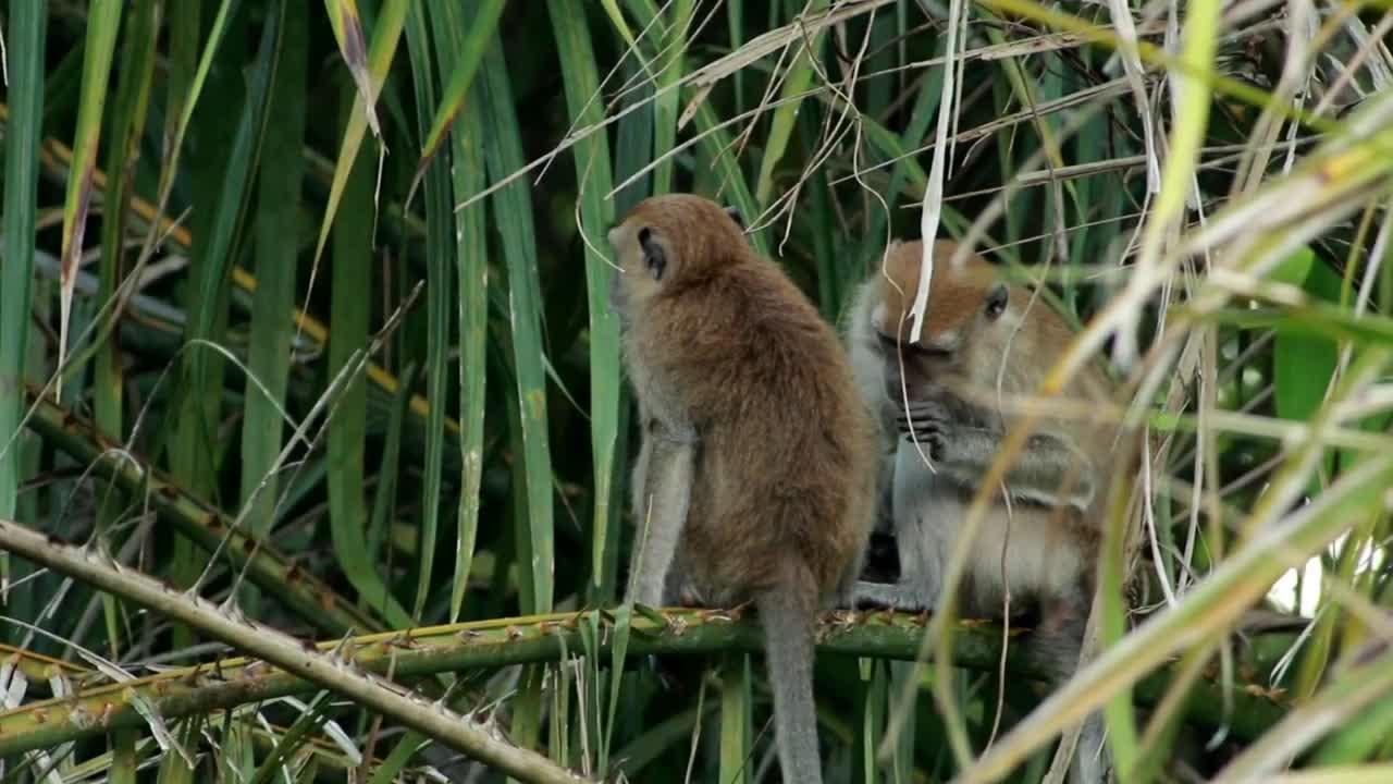 Download Stock Video Monkeys Grooming In The Wil Animated Wallpaper