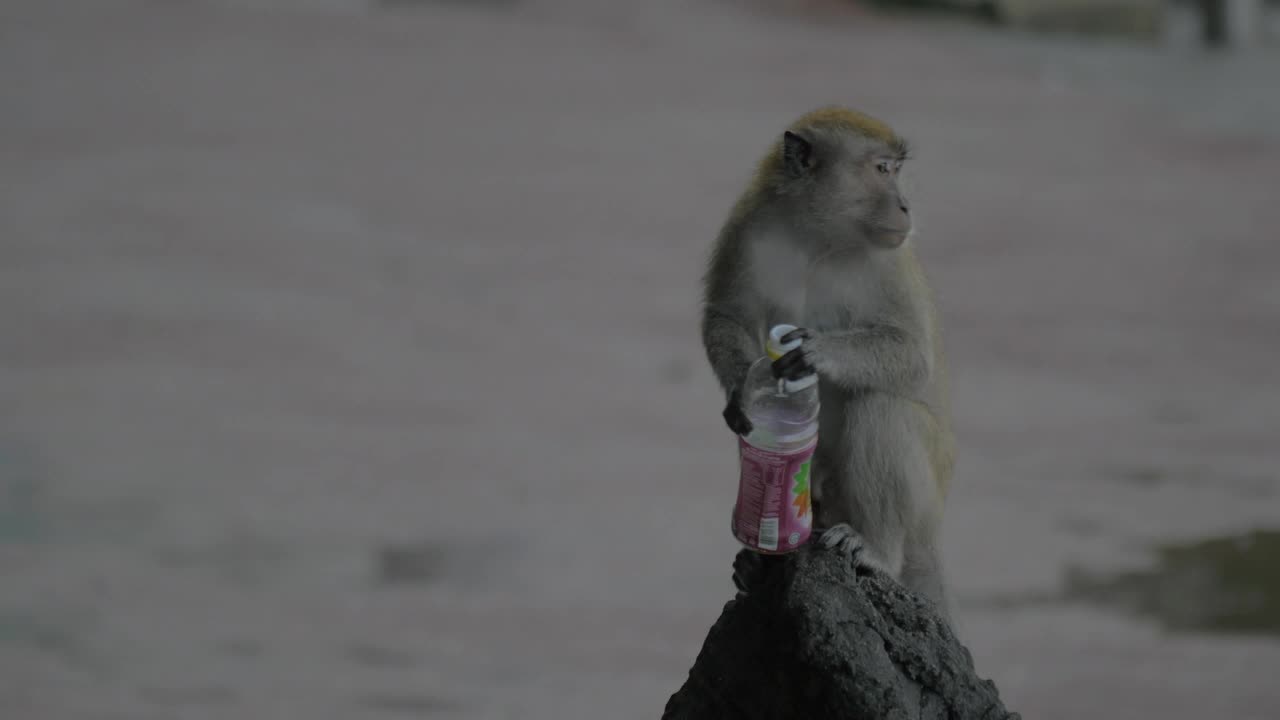 Download Stock Video Monkey Holding A Plastic Bottle In The Rai Animated Wallpaper