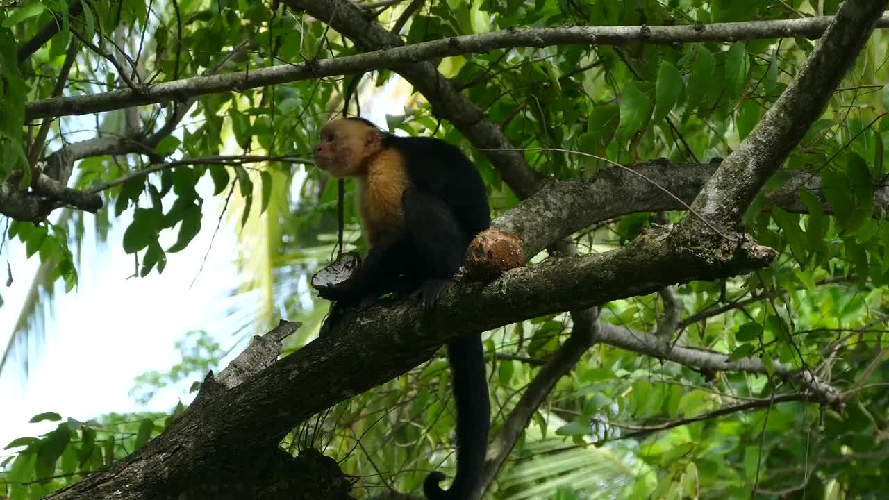 Download Stock Video Monkey Eating On A Tre Animated Wallpaper