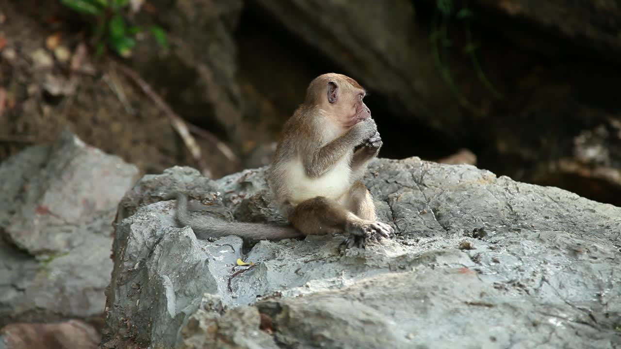 Download Stock Video Monkey Eating In The Wil Animated Wallpaper