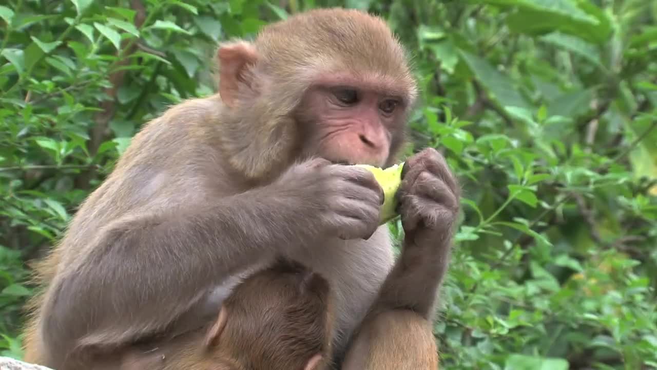 Download Stock Video Monkey Eating Fruit In The Wil Animated Wallpaper