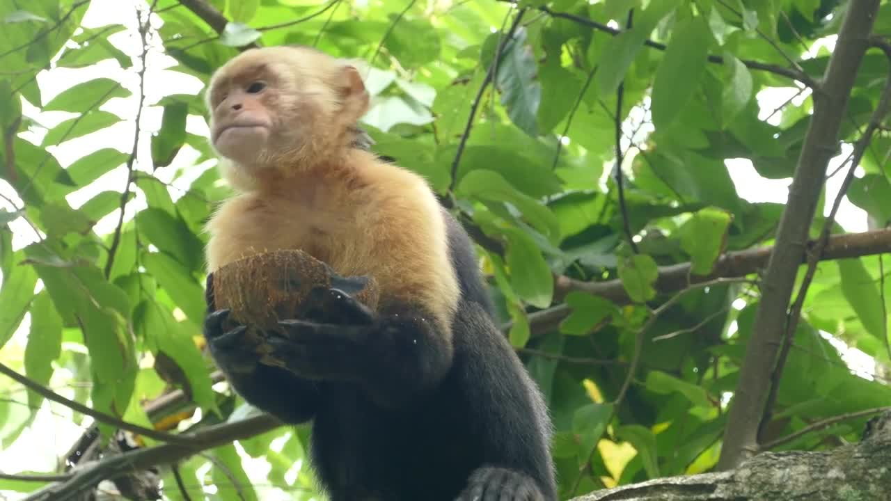 Download Stock Video Monkey Eating From A Coconu Animated Wallpaper