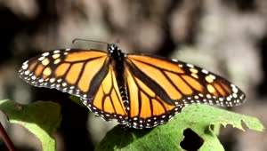 Download Stock Video Monarch Butterfly Takes Fligh Animated Wallpaper
