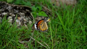 Download Stock Video Monarch Butterfly Standing On Flowe Animated Wallpaper