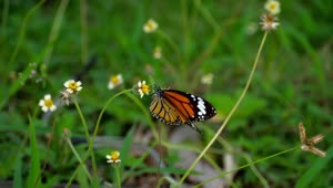 Download Stock Video Monarch Butterfly Standing In A Flowe Animated Wallpaper