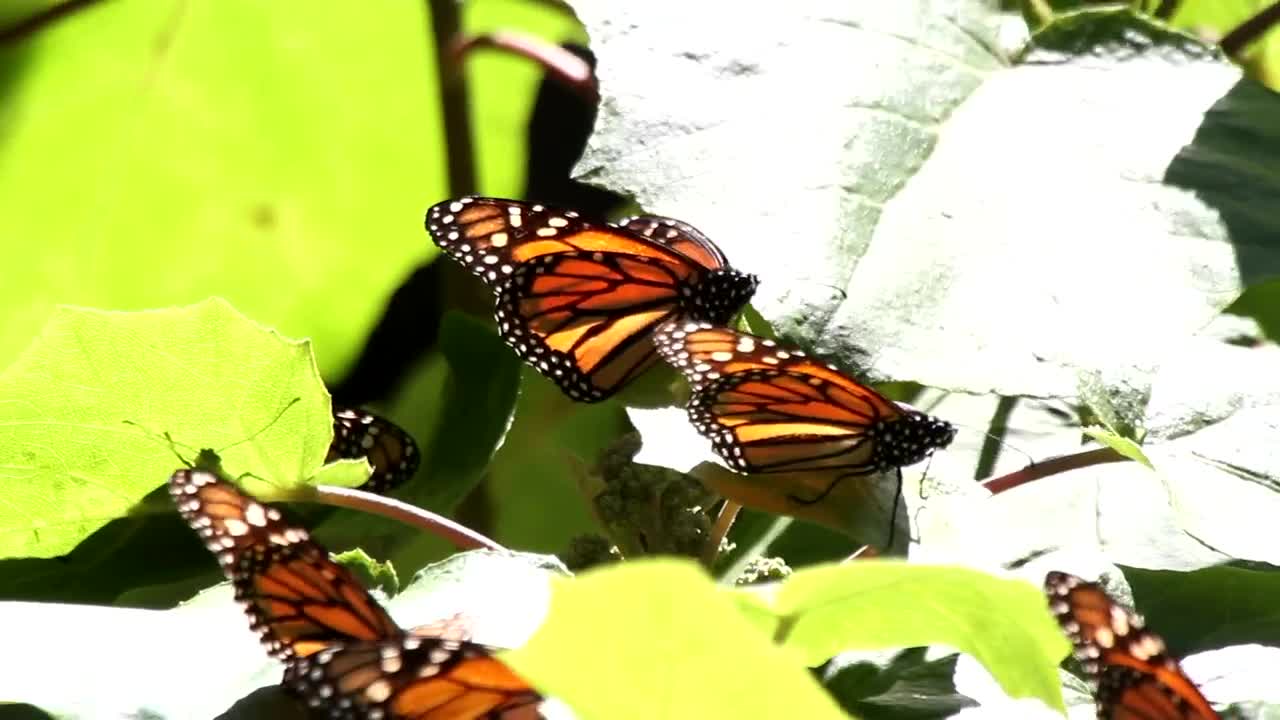 Download Stock Video Monarch Butterflies On Leave Animated Wallpaper