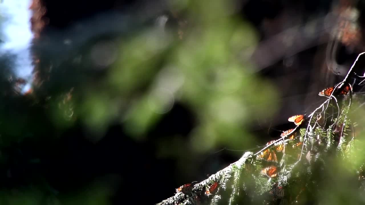 Download Stock Video Monarch Butterflies In Their Habita Animated Wallpaper