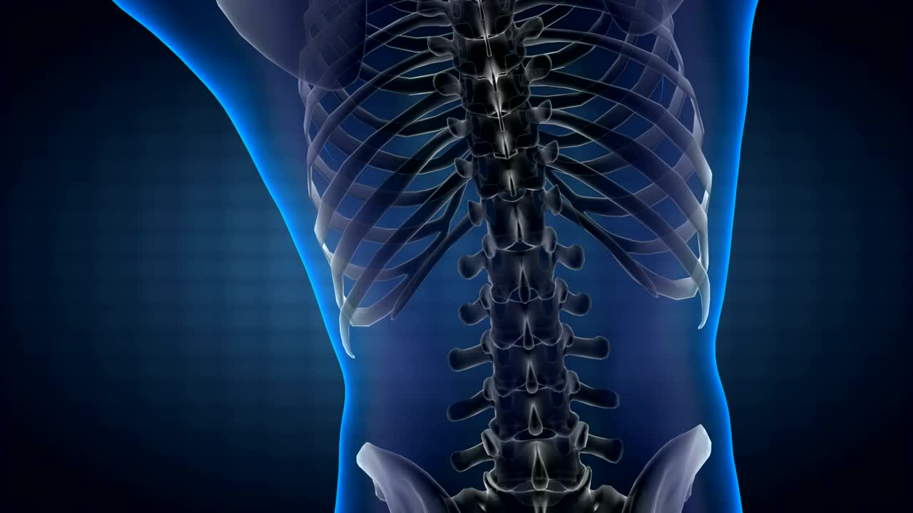 Download Stock Video Model Of The Human Bod Animated Wallpaper