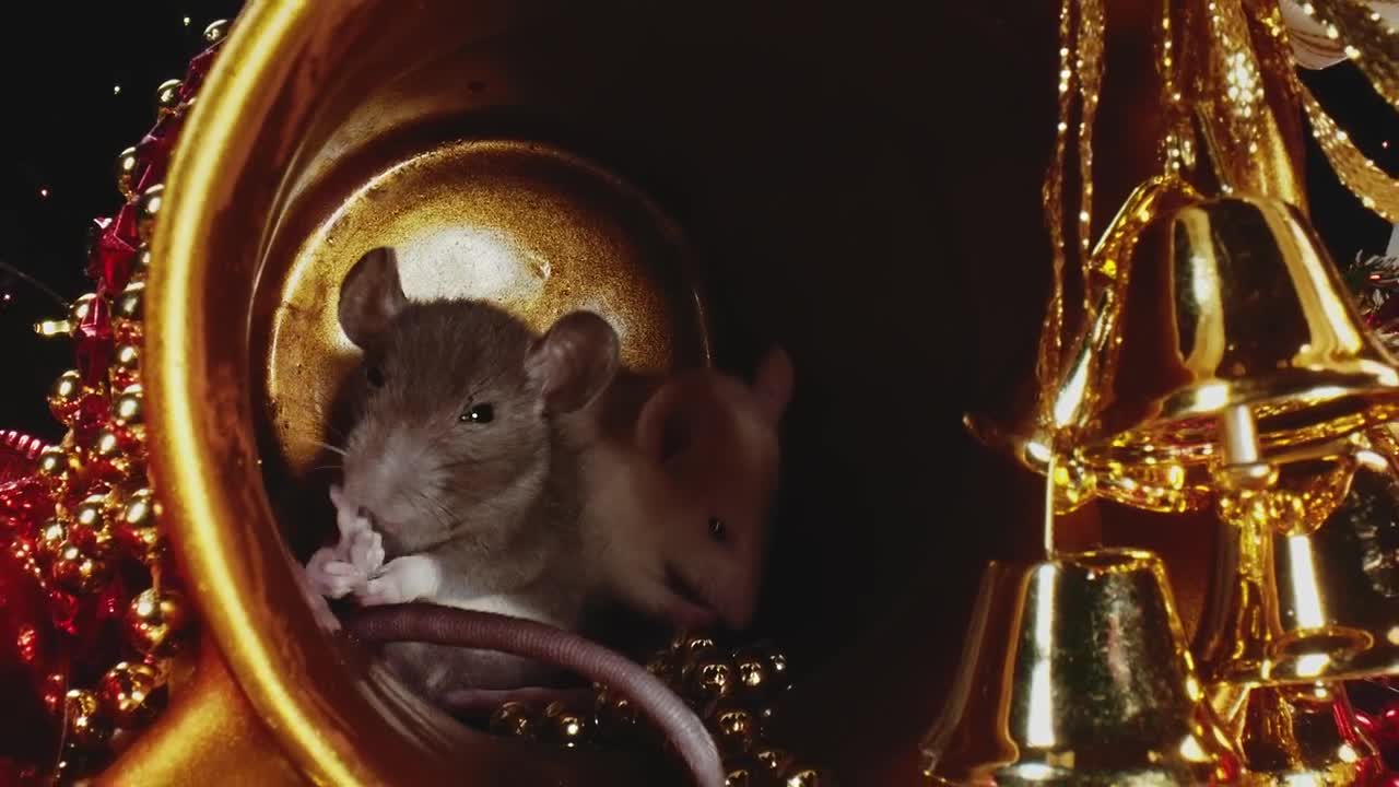 Download Stock Video Mice In A Christmas Decoratio Animated Wallpaper