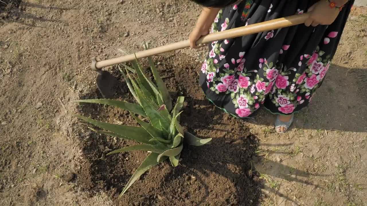 Download Stock Video Mexican Woman Plowing The Groun Animated Wallpaper