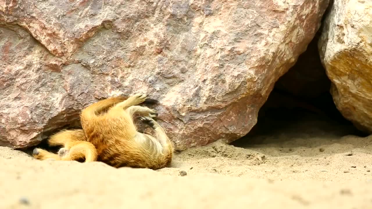 Download Stock Video Merkats Playing Under The Rock Animated Wallpaper