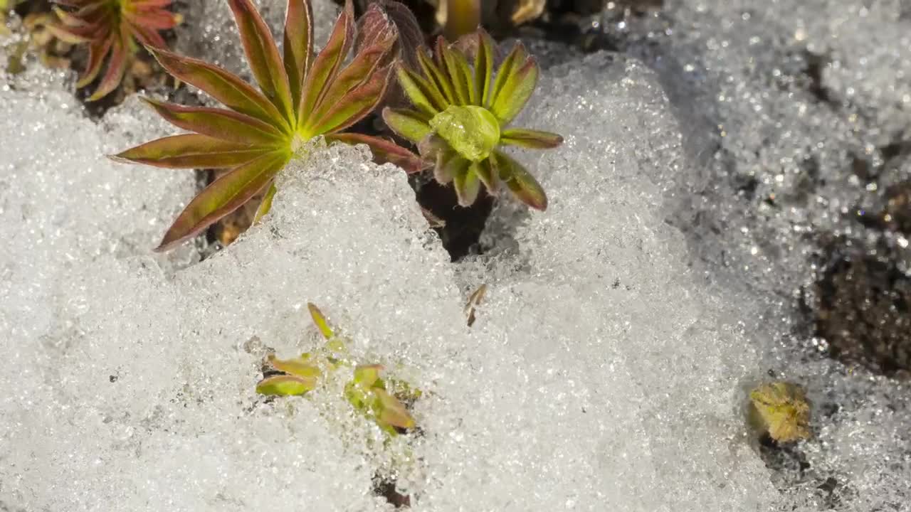 Download Stock Video Melting Snow And Flower Animated Wallpaper