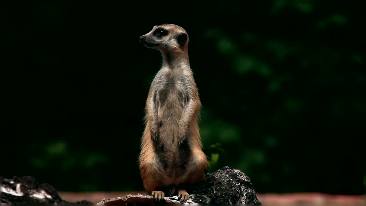 Download Stock Video Meerkat Standing On His Fee Animated Wallpaper