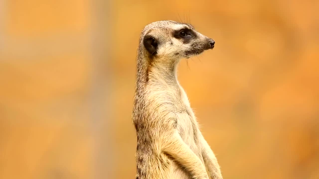 Download Stock Video Meerkat On Aler Animated Wallpaper