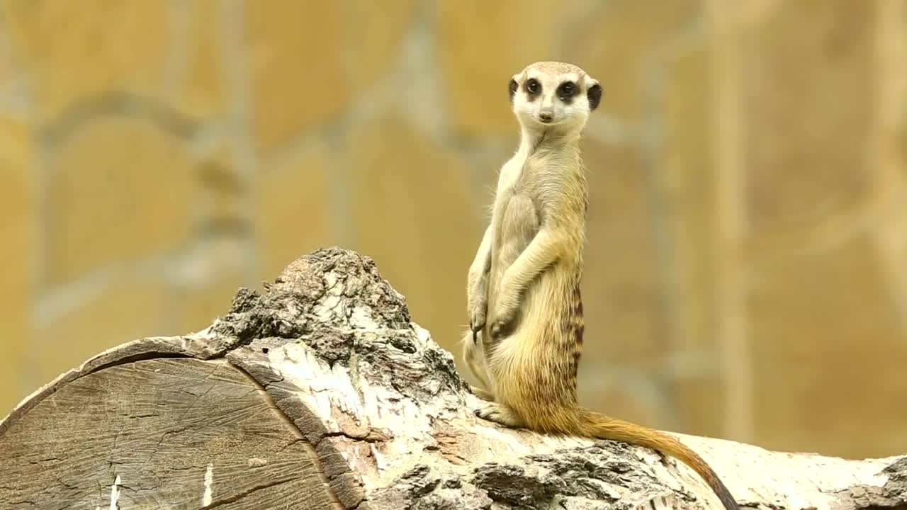 Download Stock Video Meerkat On A Wood Lo Animated Wallpaper