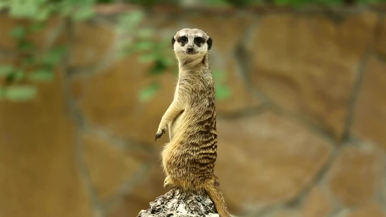 Download Stock Video Meerkat In The Wil Animated Wallpaper