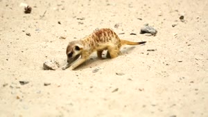 Download Stock Video Meerkat Digging In The San Animated Wallpaper