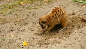 Download Stock Video Meerkat Digging A Hole In The San Animated Wallpaper