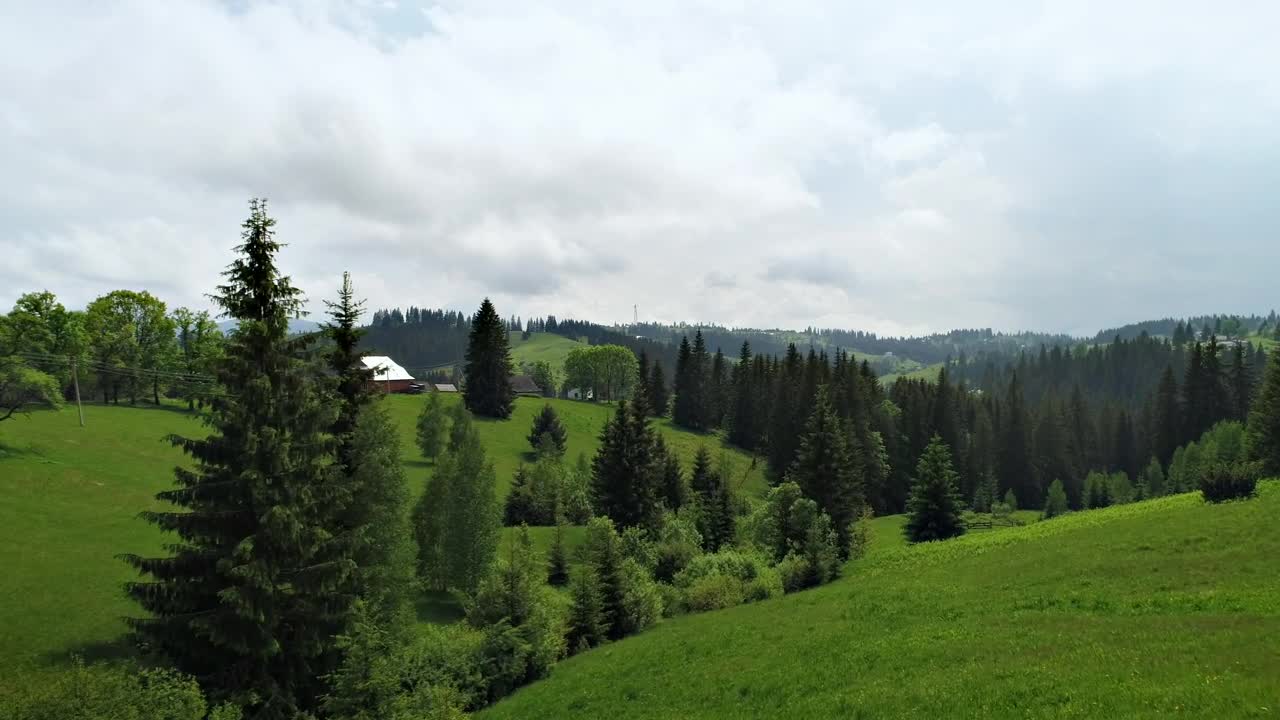 Download Stock Video Meadow Grass Hills And Pine Forest Animated Wallpaper