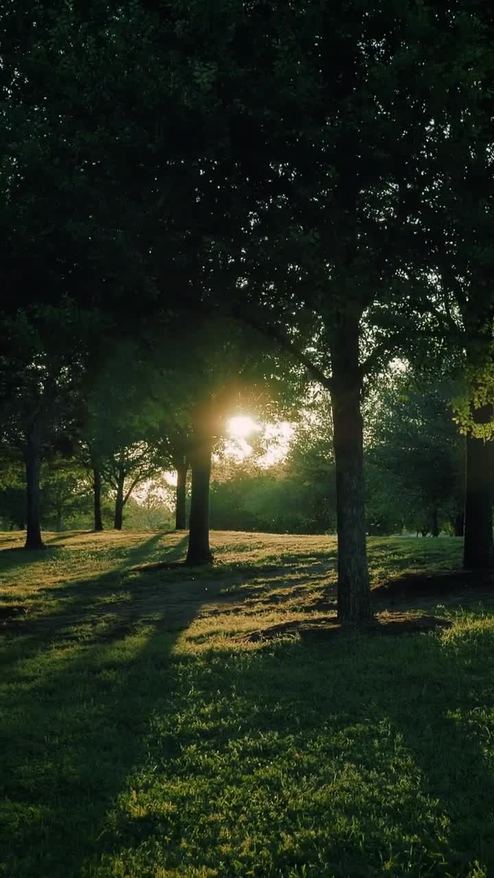 Download Stock Video Meadow Covered With Grass And Trees In The Blazing Su Animated Wallpaper