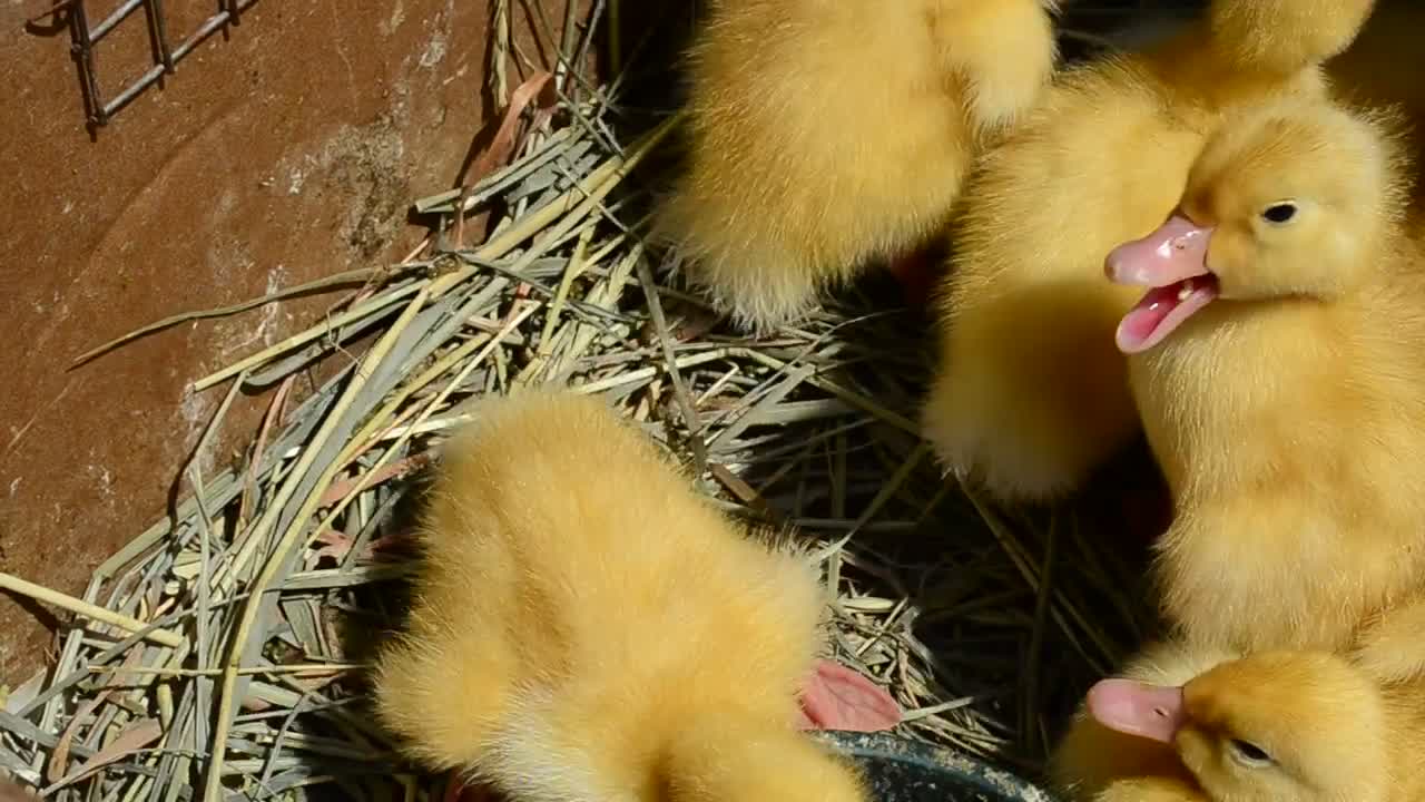 Download Stock Video Many Yellow Baby Chickens Close U Animated Wallpaper