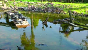 Download Stock Video Many Turtles In A Pond In Natur Animated Wallpaper