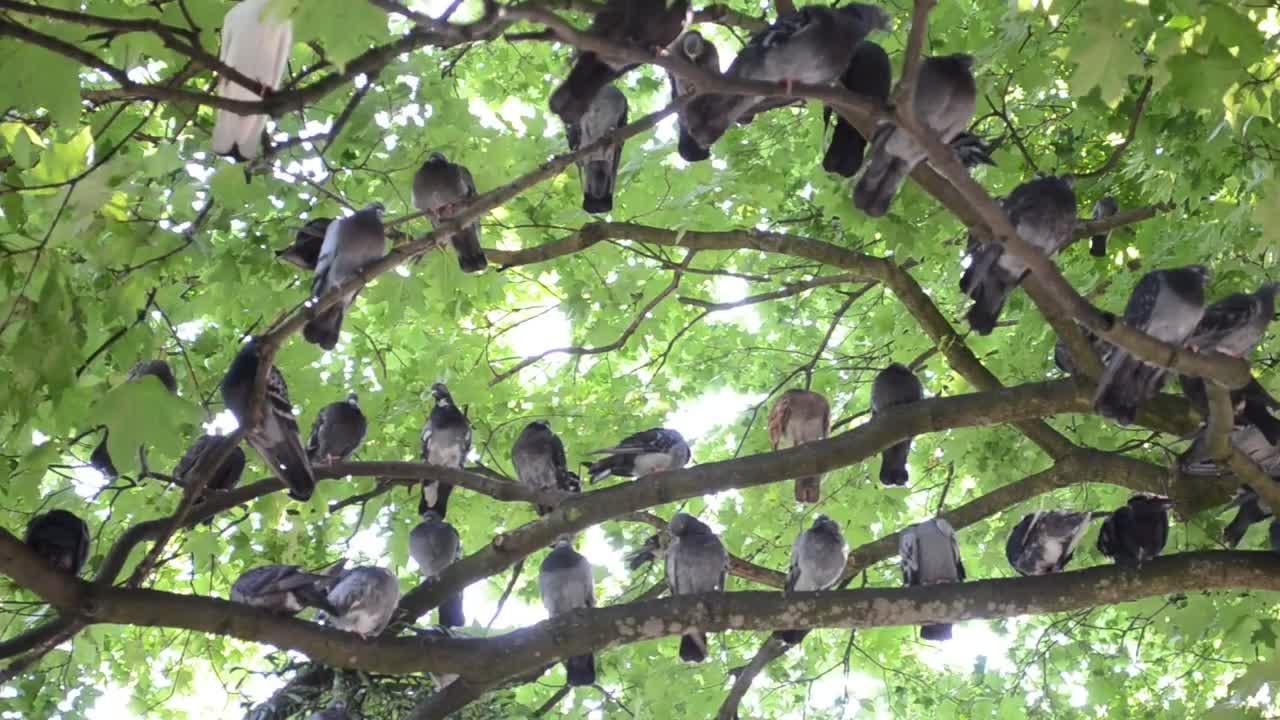 Download Stock Video Many Pigeons Perched On The Branches Of A Tre Animated Wallpaper