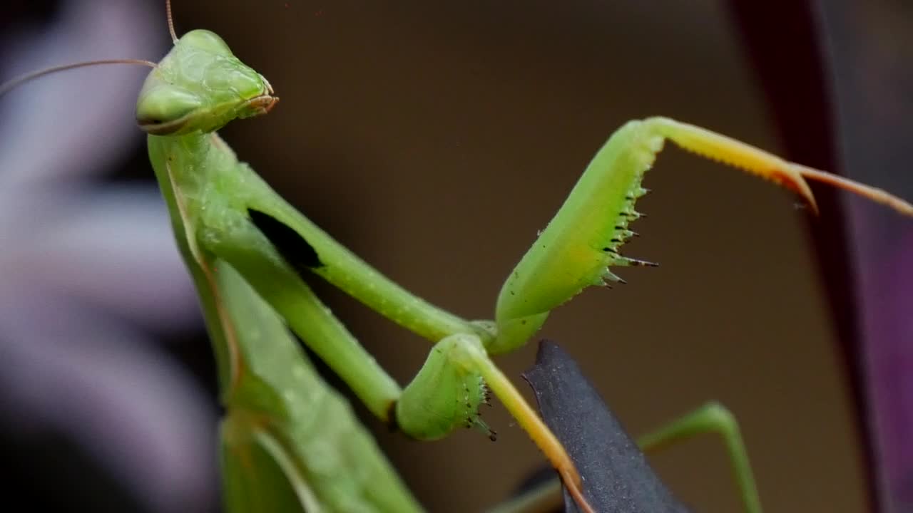 Download Stock Video Mantis Religiosa Closeu Animated Wallpaper